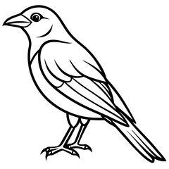 Obraz premium Elegant Weaver Bird Outline Vector