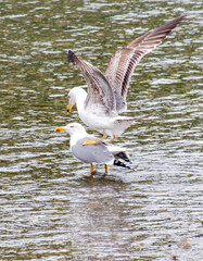 Two seagulls are standing on the water, one of them is on the back of the other
