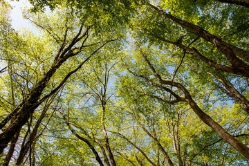 A forest with many trees and a clear blue sky