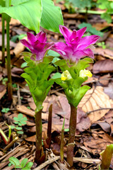 Close-Up of Turmeric Flower (Siam Tulip / Curcuma) with Green Leaves