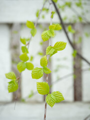 Fresh green birch leaves