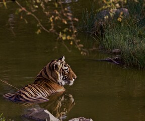 tiger in water