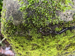 Bipalium fuscatum クロイロコウガイビル コウガイビル