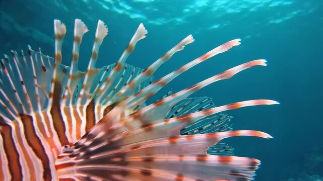 Close up view of a lionfish with its distinctive stripes swimming in the blue ocean water