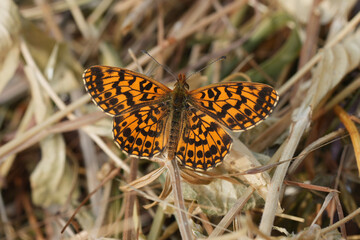 Closeup on a European Weaver's or Violet Fritillary butterfly , Boloria dia with spread orange wings