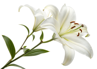 pure-white-lily with leave isolated on white background, png, ai generated