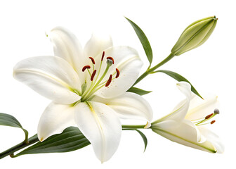 Fototapeta premium pure-white-lily with leave isolated on white background, png, ai generated