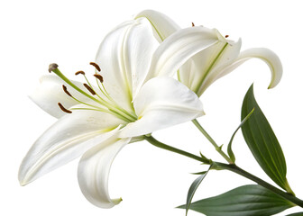 pure-white-lily with leave isolated on white background, png, ai generated