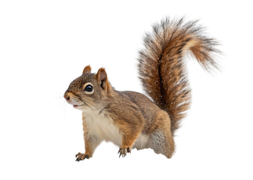 squirrel isolated on white background png, ai generated