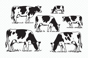 vintage style sketch of grazing cows in pasture, livestock illustration, farm animals art vector