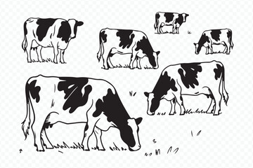 detailed monochrome drawing of cattle grazing in a meadow, farm life agricultural scene vector