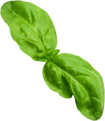 A vibrant green basil leaf, showcasing its smooth texture and fresh appearance.