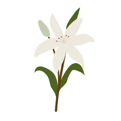 Lily flower illustration flat design