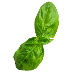 A fresh basil leaf showcasing its vibrant green color and smooth texture, ideal for culinary uses.