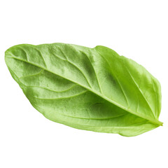 A fresh green basil leaf showcasing its vibrant color and texture.