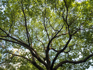 Captivating Perspective of a Majestic Tree Under the Vibrant Sky