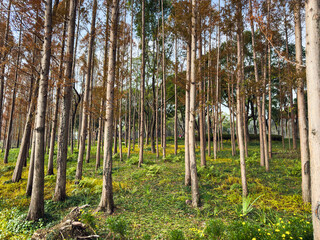 Enchanting Autumn Forest Landscape with Towering Trees and Lush Greenery
