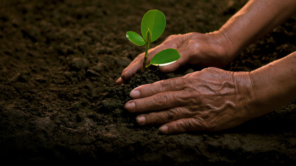 Planting trees, loving the environment and protecting nature Nourishing the plants World Environment Day To help the world look beautiful