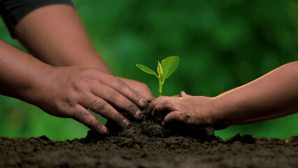 Planting trees, loving the environment and protecting nature Nourishing the plants World Environment Day To help the world look beautiful