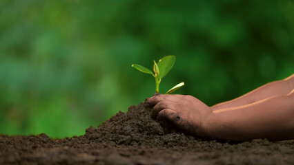 Planting trees, loving the environment and protecting nature Nourishing the plants World Environment Day To help the world look beautiful