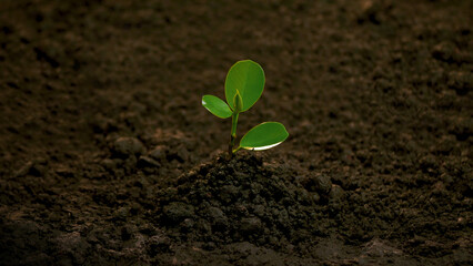 Planting trees, loving the environment and protecting nature Nourishing the plants World Environment Day To help the world look beautiful