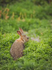 A rabbit eating vegetation on Skomer, Pembrokeshire, Wales