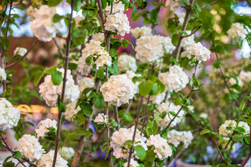 Exquisite Blooming White Flowers Capturing the Beauty of Nature in Spring
