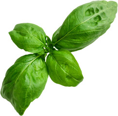 Fresh basil leaves arranged in a cross shape, ideal for culinary use and garnishing dishes.