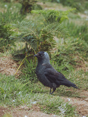 A Jackdaw predating on Puffin nests on Skomer, Pembrokeshire, Wales