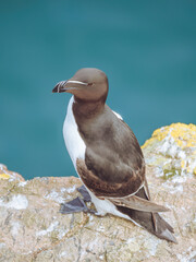 A Razorbill perched on a cliff on Skomer, Pembrokeshire, Wales