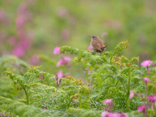 A wren perched on ferns on Skomer Island, Pembrokeshire, Wales