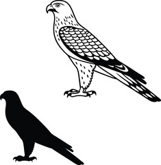 Obraz premium Realistic Hawk Front Pose Vector Illustration 