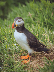 A portrait of a Puffin on Skomer Island, Pembrokeshire, Wales