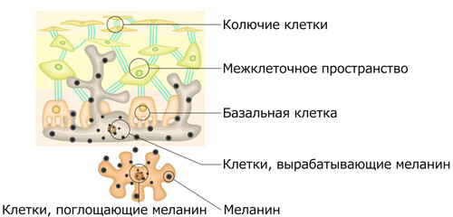 メラニン色素　イラスト　ロシア語