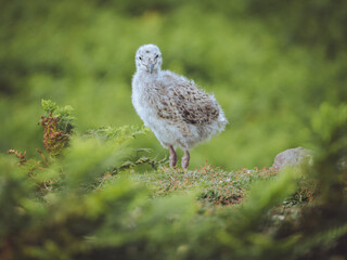 A Great Black-Backed Gull chick