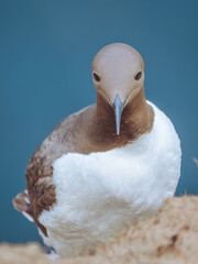A guillemot perched on a cliff face on Skomer Island, Pembrokeshire, Wales
