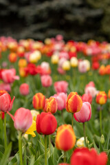 Colorful tulips in bloom in spring in Finland. Different colors of tulips are blooming, some trees in background. Many shades of red and yellow in tulip flowers.
