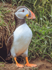 A portrait of a Puffin emerging from it's nesting burrow on Skomer Island, Pembrokeshire, Wales