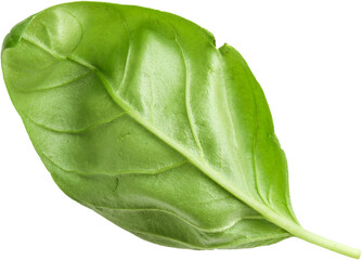 A single green basil leaf showcasing its smooth texture and vibrant color.