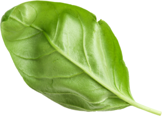 A single green basil leaf showcasing its smooth texture and vibrant color.