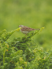 A Meadow Pipit perched on fern leaves on the isle of Skomer, Pembrokeshire, Wales