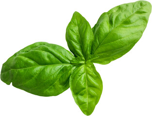Fresh basil leaves arranged together, showcasing their vibrant green color and smooth texture.