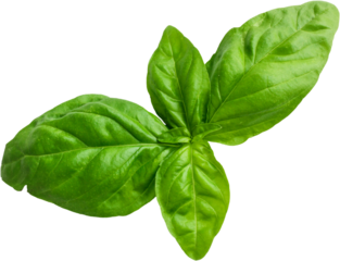 Fresh basil leaves arranged together, showcasing their vibrant green color and smooth texture.