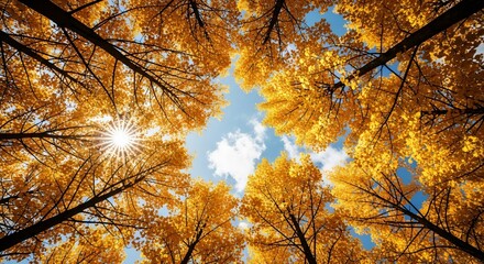 Looking up at golden autumn leaves and blue sky with sunburst through the branches of trees in forest