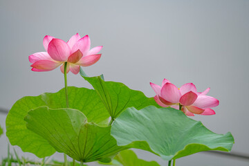 After the rain, the lotus pond is full of beautiful lotus flowers with different expressions.