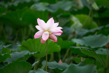 After the rain, the lotus pond is full of beautiful lotus flowers with different expressions.