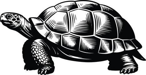A detailed black and white illustration of a turtle with intricate shell patterns on a white background
