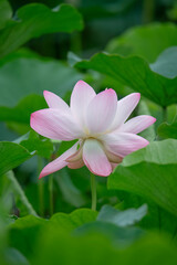 Fototapeta premium After the rain, the lotus pond is full of beautiful lotus flowers with different expressions.