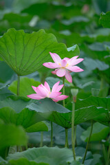 After the rain, the lotus pond is full of beautiful lotus flowers with different expressions.