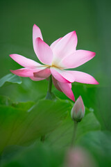 After the rain, the lotus pond is full of beautiful lotus flowers with different expressions.